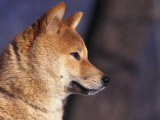Shiba Inu Profile