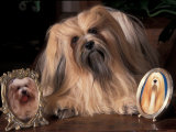 Lhasa Apso with Framed Pictures of Other Lhasa Apsos