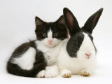 Black Dutch Rabbit with Black-And-White Kitten