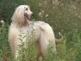 Afghan Hound Looking Back