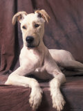 Mongrel Portrait
