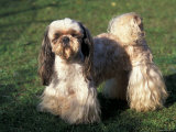 Shih Tzu Standing on Grass with Short Facial Hair and Showing Long Hair on Legs