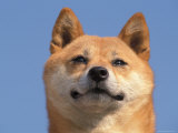 Shiba Inu Portrait