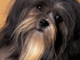 Lhasa Apso Face Portrait