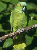Mealy Amazon Parrot