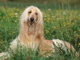 Afghan Hound Lying in Grass