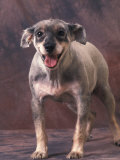 Mongrel Portrait