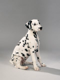 Dalmatian at Rest