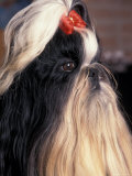 Shih Tzu Profile with Hair Tied Up