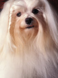 Maltese with Hair Plaited