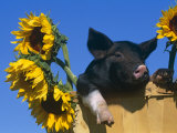 Domestic Piglet in Bucket with Sunflowers  USA