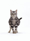 Domestic Cat  Pregnant Silver Tabby British Shorthair Female