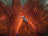 Emperor Snapper  Juvenile Sheltering  False Fire Urchin  Lembeh Strait  North Sulawesi  Indonesia