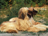Domestic Dogs  Two Afghan Hounds Lying Side by Side
