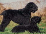 Domestic Dogs  Russian Black Terrier with Pup