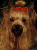 Yorkshire Terrier with Hair Tied Up