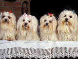 Domestic Dogs  Four Maltese Dogs Sitting in a Row  All with Bows in Their Hair