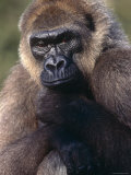 Lowland Gorilla