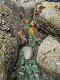Giant Green Anemones  and Ochre Sea Stars  Exposed on Rocks  Olympic National Park  Washington  USA