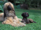 Domestic Dogs  Afghan Hound Lying on Grass with Puppy