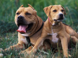 Domestic Dogs  Pit Bull Terrier with Puppy