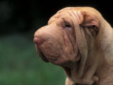 Shar Pei Face