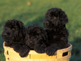Domestic Dogs  Three Russian Black Terrier Puppies in a Basket