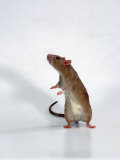 Domestic Rats at Play