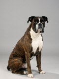 Sitting German Boxer