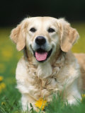 Golden Retriever Dog
