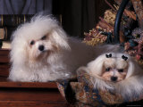 Domestic Dogs  Two Maltese Dogs  One Groomed and the Other Ungroomed