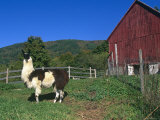 Domestic Llama  on Farm  Vermont  USA