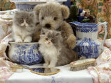 9-Week  Blue Bicolour Persian Kitten  Brindle Teddy Bear and Victorian Staffordshire Wash-Stand Set
