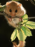 Common Dormouse  Belgium