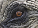 Close up of Indian Elephant Eye (Domestic)  Kaziranga National Park  Assam  India