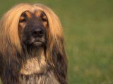 Afghan Hound Face Portrait