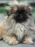 Pekingese Puppy Portrait