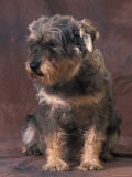 Mongrel Portrait