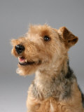 Welsh Terrier