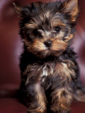 Yorkshire Terrier Puppy Portrait