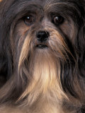 Lhasa Apso Portrait