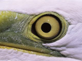 Great Egret  Close up of Eye  Pusztaszer  Hungary