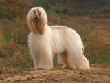 Afghan Hounds Portrait
