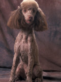 Brown Miniature Poodle Studio Portrait with Full Ears But Most of Its Hair Clipped