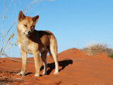 Dingo on Sand Dunes  Northern Territory  Australia
