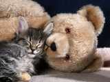 Norwegian Forest Kitten Asleep with Teddy Bear