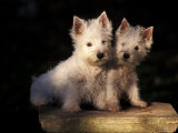Domestic Dogs  Two West Highland Terrier / Westie Puppies Sitting Together
