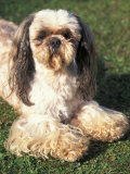 Shih Tzu Lying on Grass with Facial Hair Cut Short and Showing Hairy Paws