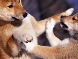 Domestic Dogs  Two Young Shiba Inus Playfighting