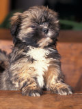 Lhasa Apso Puppy Portrait